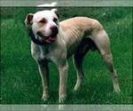 Small Photo #18 American Pit Bull Terrier Puppy For Sale in SEATTLE, WA, USA
