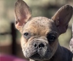 Small Photo #3 French Bulldog Puppy For Sale in PHOENIX, AZ, USA