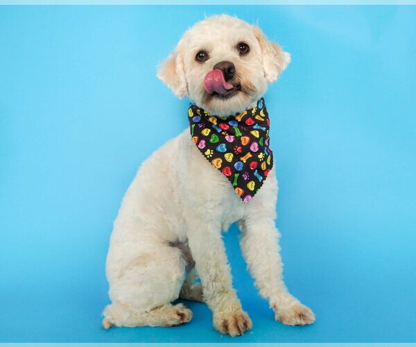 Medium Photo #3 Poodle (Miniature)-Unknown Mix Puppy For Sale in Phoenix, AZ, USA