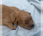 Small Photo #45 Cavapoo Puppy For Sale in PENSACOLA, FL, USA