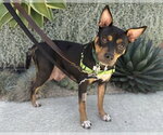 Small #1 American Pit Bull Terrier