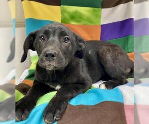 Labrador Retriever-Unknown Mix Dogs for adoption in HESPERIA, CA, USA