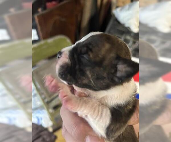 Medium Photo #1 Mutt Puppy For Sale in Houston, TX, USA