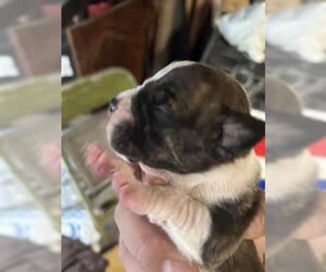 Mutt Dogs for adoption in Houston, TX, USA