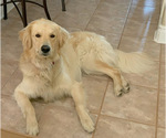 Small Photo #39 Golden Retriever Puppy For Sale in SACRAMENTO, CA, USA