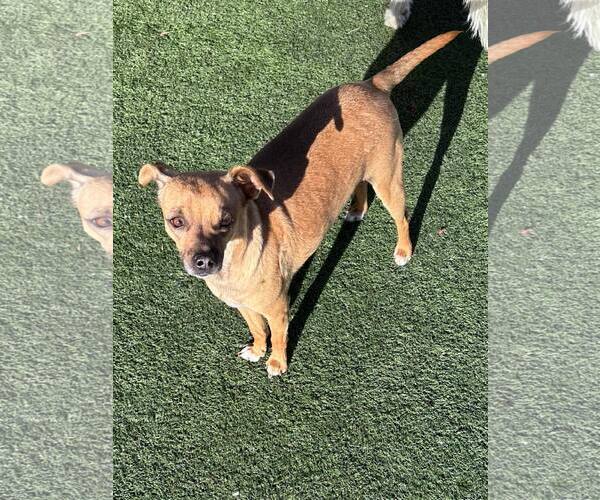 Medium Photo #2 Chiweenie Puppy For Sale in La Verne, CA, USA