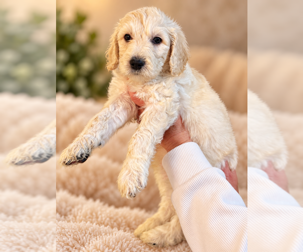 Medium Photo #2 Double Doodle Puppy For Sale in COOS BAY, OR, USA