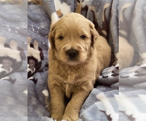 Goldendoodle Puppy for sale in FLORENCE, AZ, USA