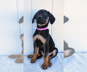 Zuchon Puppy for sale in HOLDEN, MO, USA