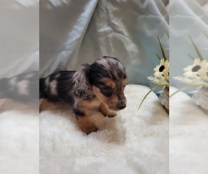 Dachshund Puppy for sale in BLAIRSVILLE, PA, USA