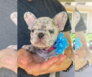 French Bulldog Puppy for sale in PALO ALTO, CA, USA