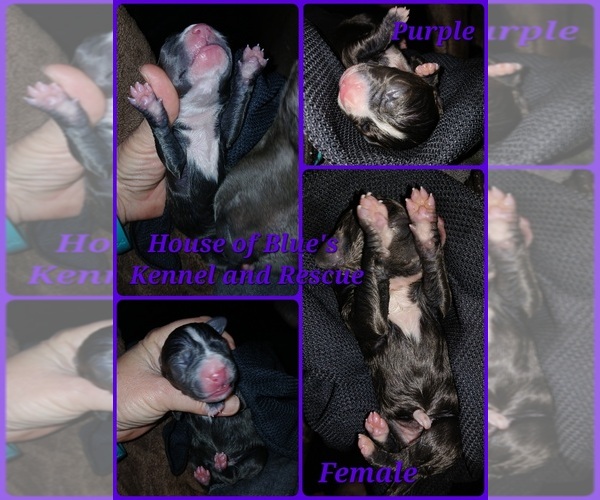Medium Photo #1 American Pit Bull Terrier Puppy For Sale in DELAWARE, OH, USA