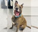 Small Labrador Retriever-Plott Hound Mix
