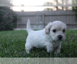 Maltipoo Puppy for sale in OCEANSIDE, CA, USA