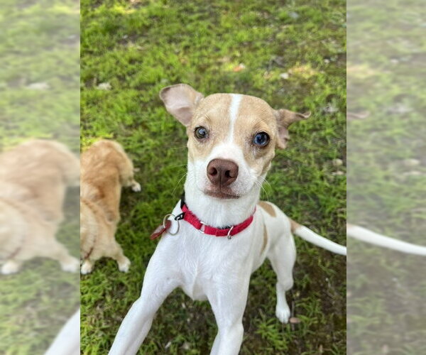 Medium Photo #6 Chihuahua-Unknown Mix Puppy For Sale in Wakefield, RI, USA