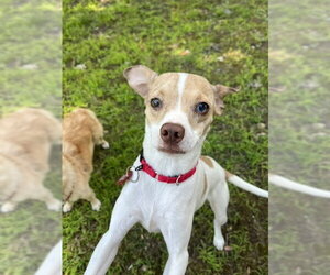 Misty Chi3 *LOCAL* - Female Chihuahua-Unknown Mix Dog for Adoption - Photo #6