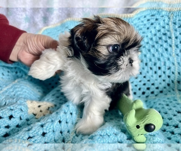 Medium Photo #5 Shih Tzu Puppy For Sale in CHARLOTTE, NC, USA