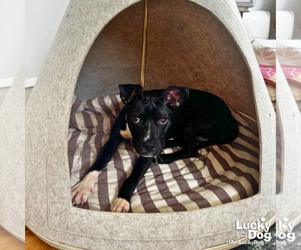 Medium Photo #9 Boston Terrier-Unknown Mix Puppy For Sale in Washington, DC, USA