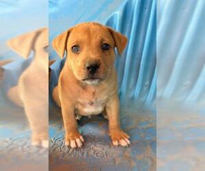 American Pit Bull Terrier-Unknown Mix Dogs for adoption in Conroe, TX, USA