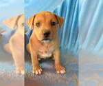 Small American Pit Bull Terrier Mix