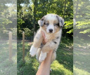 Medium Australian Shepherd-German Shepherd Dog Mix