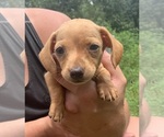 Small #1 Dachshund