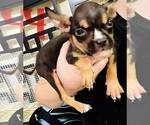 Small #3 American Bully-Pit