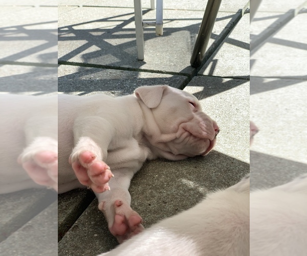 Medium Photo #15 Dogo Argentino Puppy For Sale in INKSTER, MI, USA