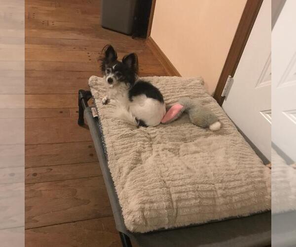 Medium Photo #4 Chihuahua Puppy For Sale in Rootstown, OH, USA