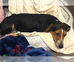 Small #15 Beagle