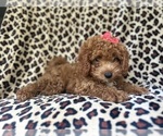 Small #4 Cavapoo