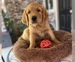 Small #2 Golden Retriever