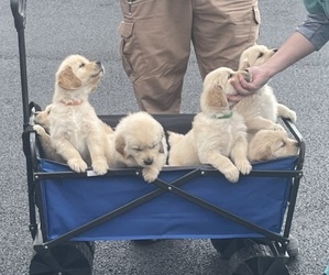 Golden Retriever Puppy for sale in ERIN, NY, USA