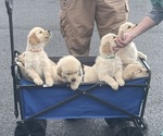 Small Photo #1 Golden Retriever Puppy For Sale in ERIN, NY, USA