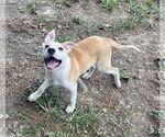 Small Photo #4 American Pit Bull Terrier-Unknown Mix Puppy For Sale in Calhoun, GA, USA