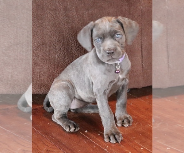 Medium Photo #2 Cane Corso Puppy For Sale in CHARLESTON, WV, USA