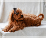 Small #2 Cavalier King Charles Spaniel-Poodle (Toy) Mix