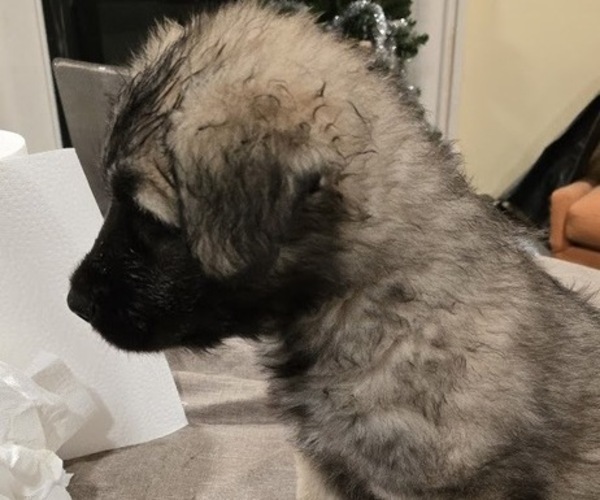 Medium Photo #5 Alaskan Malamute-Mastiff Mix Puppy For Sale in OMAHA, NE, USA
