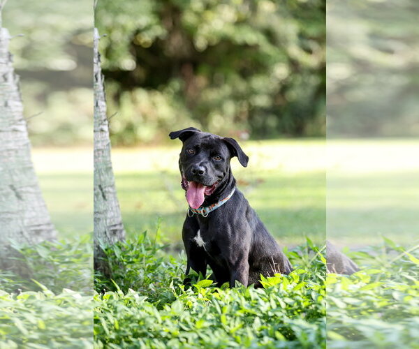Medium Photo #14 Mutt Puppy For Sale in  Gainesville, FL, USA