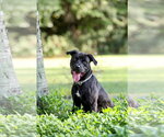 Small #13 Mutt