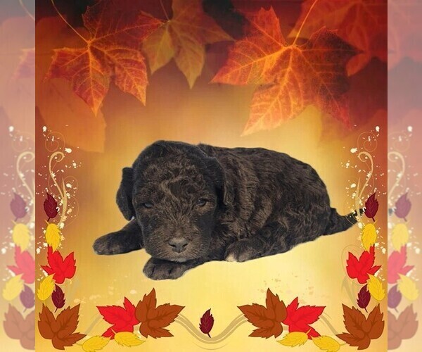 Medium Photo #1 Bernedoodle (Miniature) Puppy For Sale in PEYTON, CO, USA