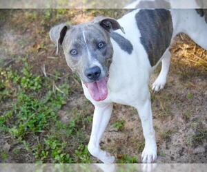 American Staffordshire Terrier Dogs for adoption in Tallahassee, FL, USA