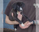 Small Photo #3 Border Collie-Unknown Mix Puppy For Sale in Huntley, IL, USA
