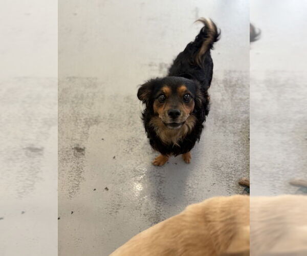 Medium Photo #2 Mutt Puppy For Sale in Studio City, CA, USA