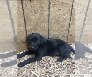 Labrador Retriever Puppy for sale in GRAVETTE, AR, USA