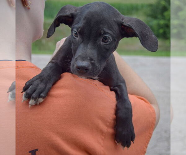 Medium Photo #6 American Staffordshire Terrier-Unknown Mix Puppy For Sale in Huntley, IL, USA