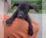 Small #5 American Staffordshire Terrier Mix