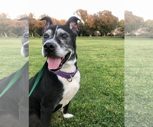 Marni - Female Boxer-Unknown Mix Dog for Adoption - Photo #19