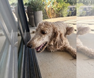 Mother of the Poodle (Standard) puppies born on 07/01/2025