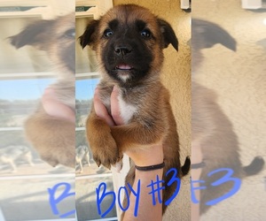 German Shepherd Dog-Siberian Husky Mix Puppy for sale in APPLE VALLEY, CA, USA